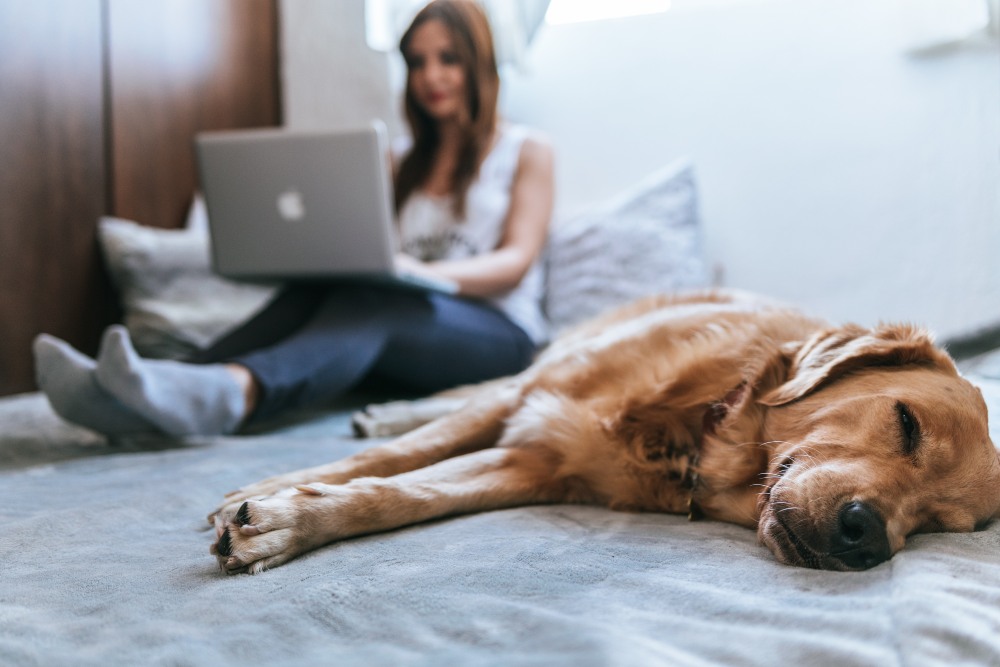 Como faço para viajar com meu animal de estimação no avião?